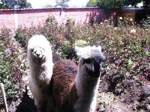 alpacasenjardinrosas.jpg