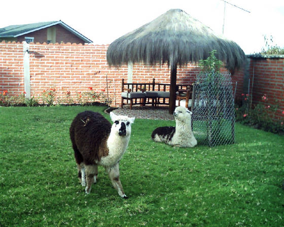 chozayalpacas.jpg