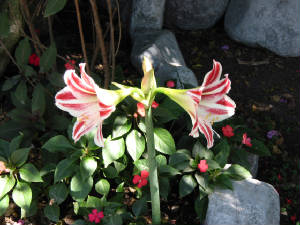 flores1.jpg