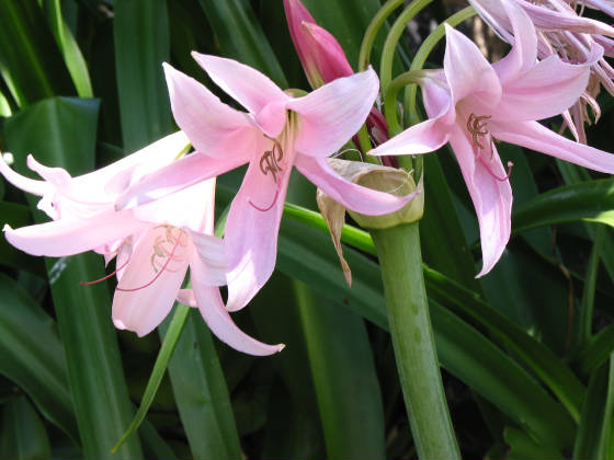 flores2.jpg