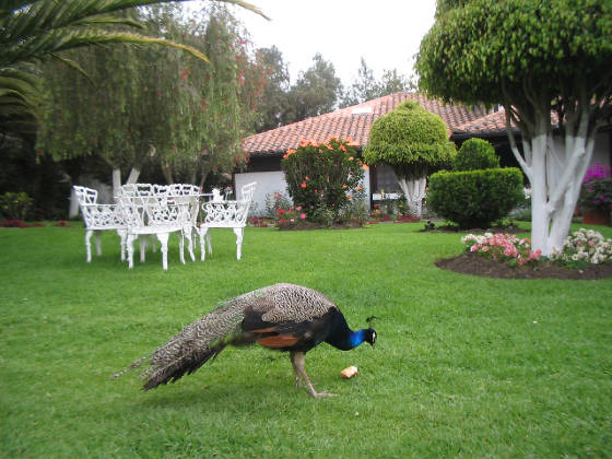 jardinalfrentedelacasa.jpg