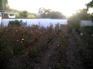 jardinrosas.jpg