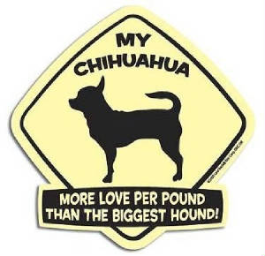 mychihuahua1x.jpg