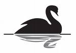 blackswan.jpg