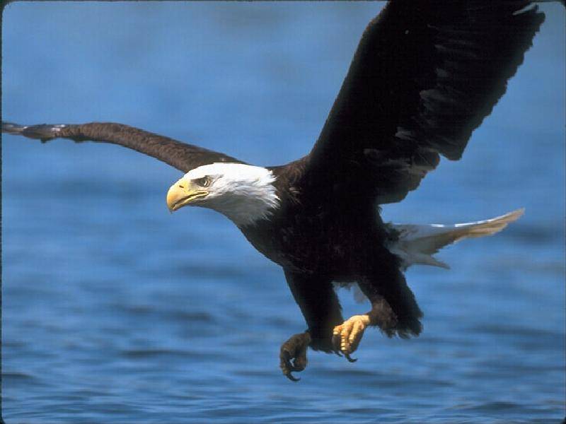 eagle2.jpg